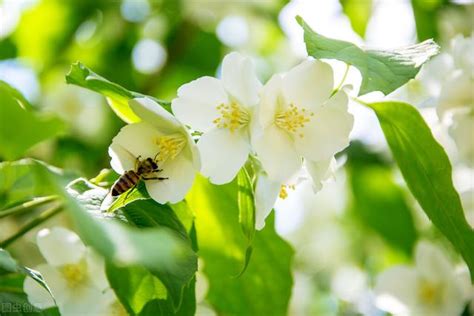 茉莉花 澆水|茉莉花多久澆一次水？聽有經驗的花農怎麼說